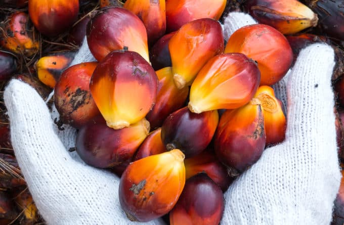 Addressing Sustainability Issues around Palm Oil